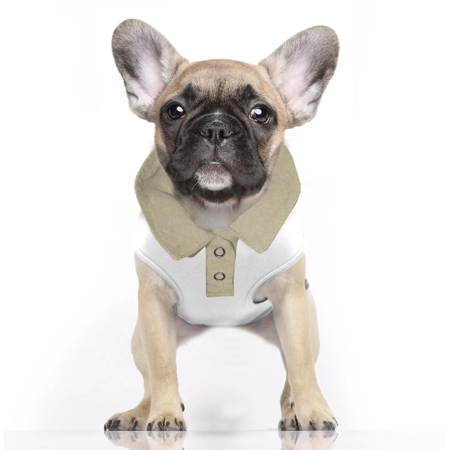 born to be wild tee (includes frenchie sizes)